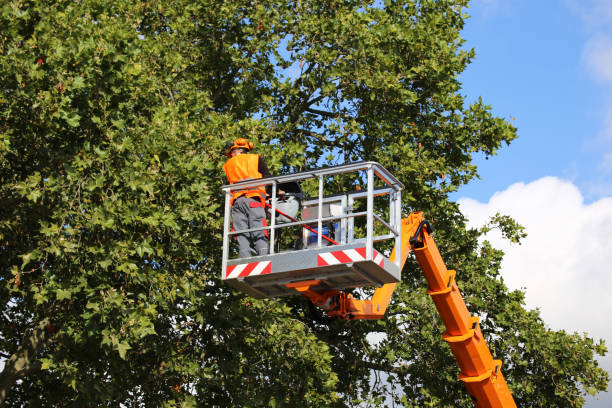  Cupertino, CA Tree Care Services Pros